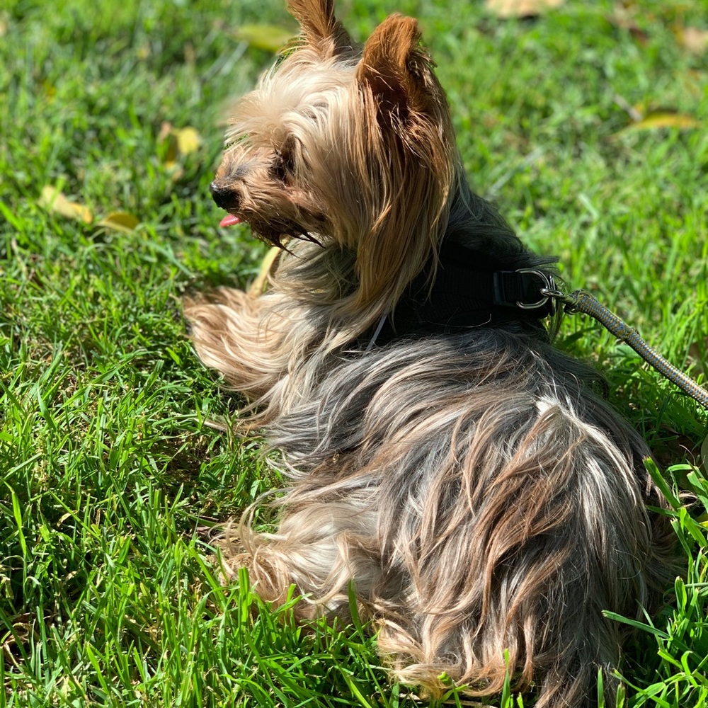 Meet your Posher, Rosalba